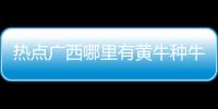 熱點廣西哪里有黃牛種牛賣以及廣西黃牛養殖基地地址的分享