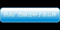 熱點(diǎn)廣西銀杏種子怎么種以及廣西銀杏種子的分享