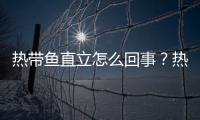 熱帶魚直立怎么回事？熱帶魚豎著游怎么回事