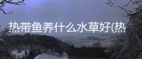 熱帶魚養什么水草好(熱帶魚養什么水草最好)