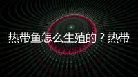 熱帶魚怎么生殖的？熱帶魚怎么生孩子