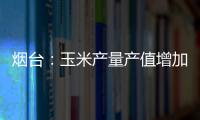 煙臺(tái)：玉米產(chǎn)量產(chǎn)值增加，農(nóng)戶(hù)種植收益增大