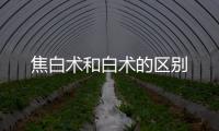 焦白術和白術的區別