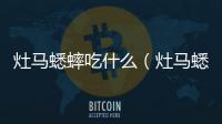 灶馬蟋蟀吃什么（灶馬蟋）