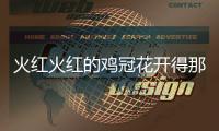火紅火紅的雞冠花開得那么艷用擬人句補充完整（火紅火紅的）