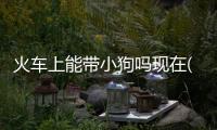 火車上能帶小狗嗎現在(火車能帶小動物上車嗎)