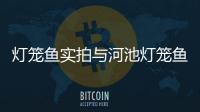 燈籠魚實拍與河池燈籠魚的原因