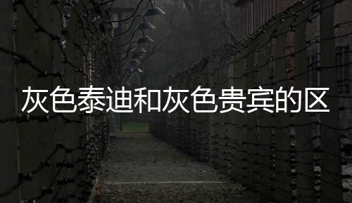 灰色泰迪和灰色貴賓的區(qū)別(灰色泰迪多久變灰色)