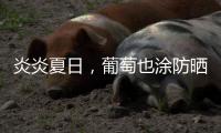 炎炎夏日，葡萄也涂防曬霜