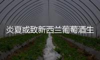 炎夏或致新西蘭葡萄酒生產過剩