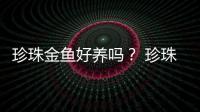 珍珠金魚好養嗎？ 珍珠金魚