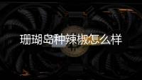 珊瑚島種辣椒怎么樣