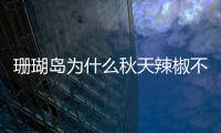 珊瑚島為什么秋天辣椒不枯萎