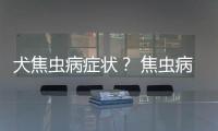 犬焦蟲病癥狀？ 焦蟲病的狗能活多久