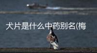 犬片是什么中藥別名(梅片是什么中藥)