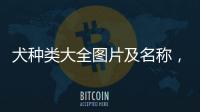犬種類大全圖片及名稱，72種名犬有哪些