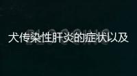 犬傳染性肝炎的癥狀以及治療