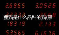 貍貓是什么品種的貓(黑白貍貓是什么品種)