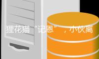 貍花貓“記恩”，小伙離開幾個月，它還上前迎接，等待換來新主人