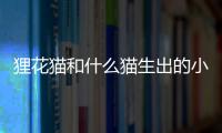 貍花貓和什么貓生出的小貓好看？ 貍花貓退出cfa