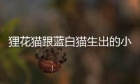 貍花貓跟藍白貓生出的小貓(母貍花貓能生出什么色的小貓)