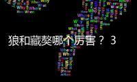 狼和藏獒哪個厲害？ 3只藏獒和老虎誰厲害