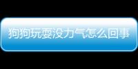 狗狗玩耍沒力氣怎么回事？狗狗玩耍沒力氣什么原因