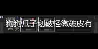 狗狗爪子劃破輕微破皮有感覺嗎，狗狗爪子劃破輕微破皮
