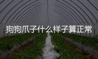 狗狗爪子什么樣子算正常？狗狗爪子什么樣子是正常的