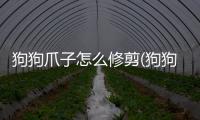 狗狗爪子怎么修剪(狗狗爪子怎么修剪毛)