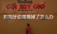 狗狗牙齒痛要掉了怎么辦呢？狗狗牙齒痛要掉了怎么辦呀