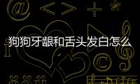 狗狗牙齦和舌頭發白怎么回事？狗狗牙齦和舌頭發白吃什么藥