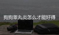 狗狗睪丸炎怎么才能好得更快呢？狗狗睪丸炎怎么才能好得更快一些
