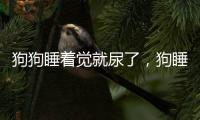 狗狗睡著覺就尿了，狗睡覺尿床的原因分析
