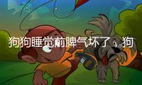 狗狗睡覺前脾氣壞了，狗狗睡覺時脾氣大