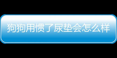 狗狗用慣了尿墊會怎么樣？狗用尿墊太浪費了怎么辦