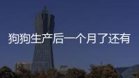 狗狗生產后一個月了還有血(狗狗生產后一直流血)