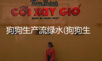 狗狗生產流綠水(狗狗生產中流出來綠水怎么辦)