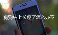 狗狗生上長包了怎么辦不疼不癢(狗狗生了個水泡怎么辦)