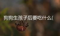 狗狗生孩子后要吃什么(狗狗生完孩子不吃東西怎么回事)