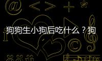 狗狗生小狗后吃什么？狗生完小狗應該吃什么比較好