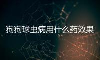 狗狗球蟲病用什么藥效果好(狗狗球蟲吃什么藥)