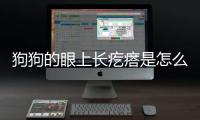 狗狗的眼上長疙瘩是怎么回事兒(狗狗的眼上長疙瘩是怎么回事啊)