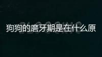 狗狗的磨牙期是在什么原因引起的？狗狗的磨牙期是在什么原因造成的