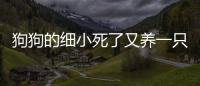 狗狗的細(xì)小死了又養(yǎng)一只會(huì)傳染嗎？狗狗細(xì)小死了接著養(yǎng)了一只