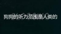 狗狗的聽力范圍是人類的多少倍(狗狗的聽力可以聽多遠)