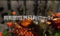 狗狗的世界只有你一個(狗狗的世界只有你經典句子)