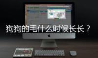 狗狗的毛什么時候長長？狗狗毛發什么時候長得最快