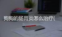 狗狗的腸胃炎怎么治療(狗狗出血性腸胃炎怎么治療)