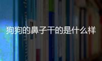 狗狗的鼻子干的是什么樣的？狗狗的鼻子是干的是怎么回事怎么辦